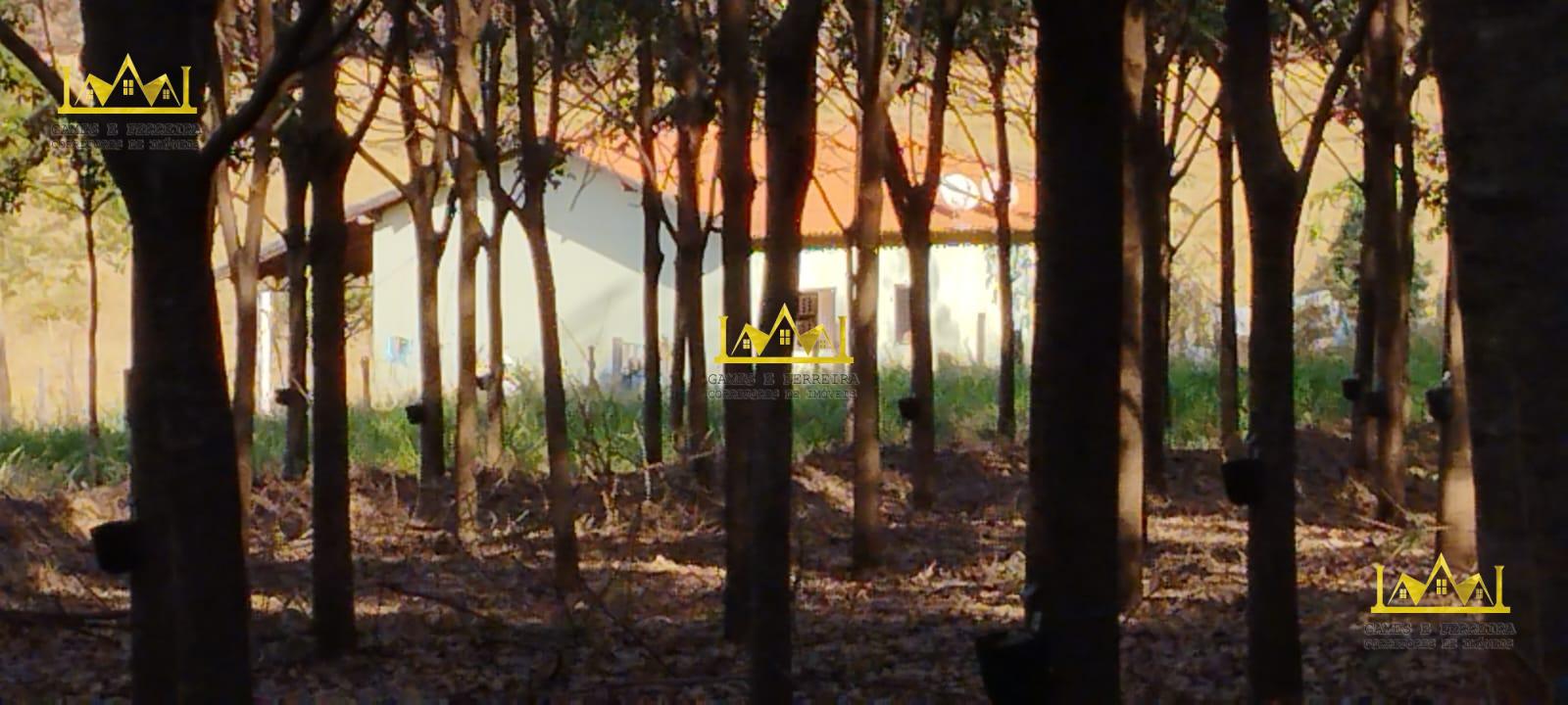 Chácara formada em seringueira está a venda no município de américo de campos