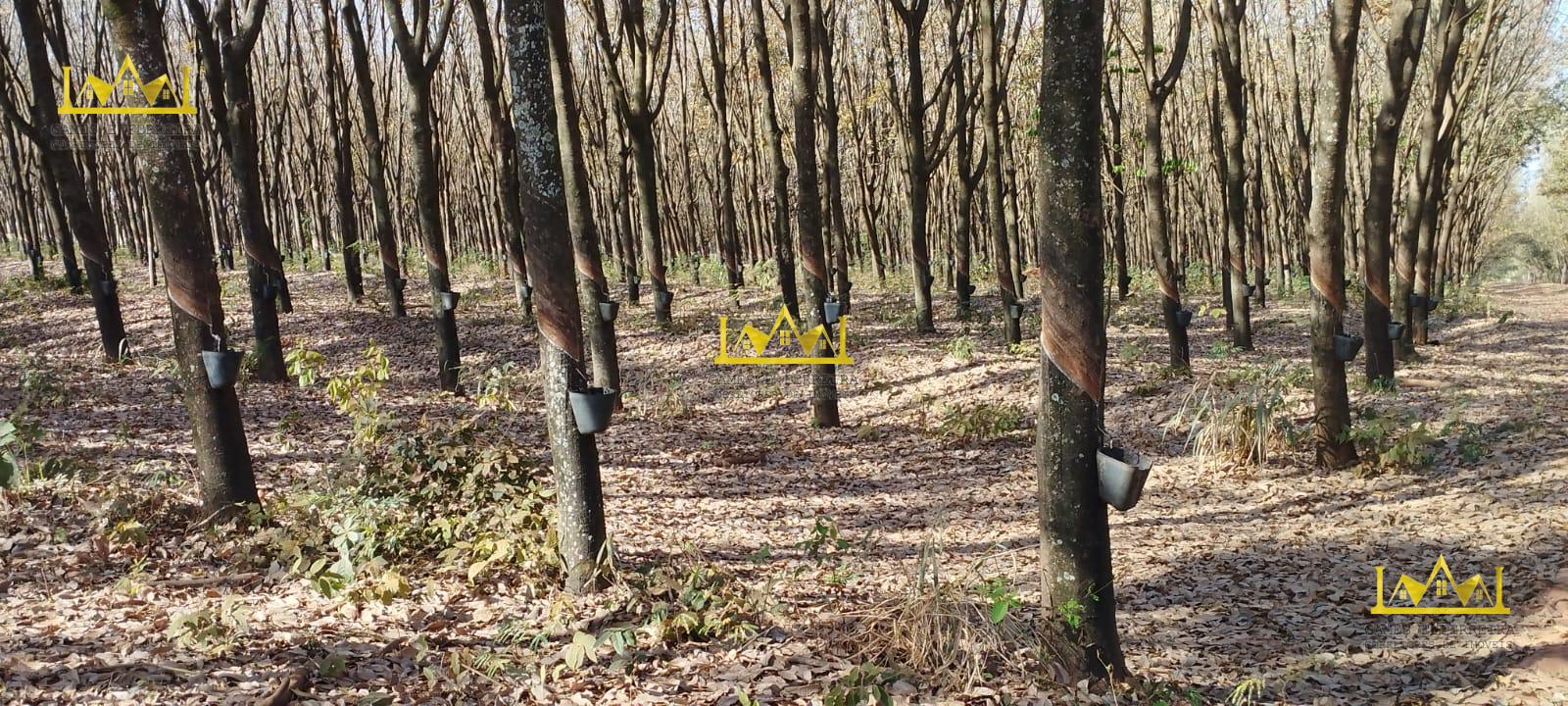 Chácara formada em seringueira está a venda no município de américo de campos