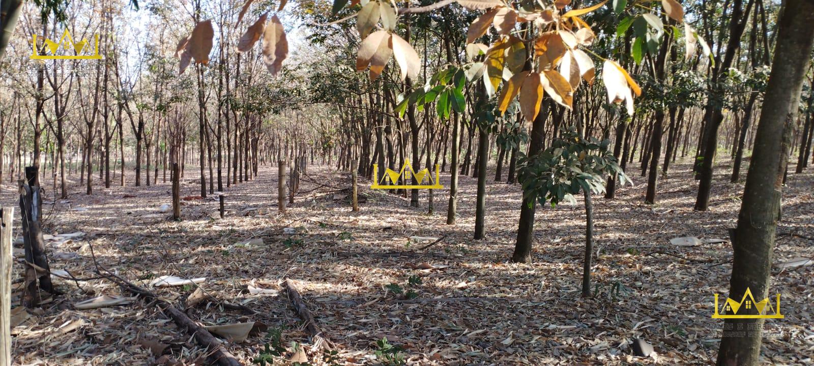 Chácara formada em seringueira está a venda no município de américo de campos