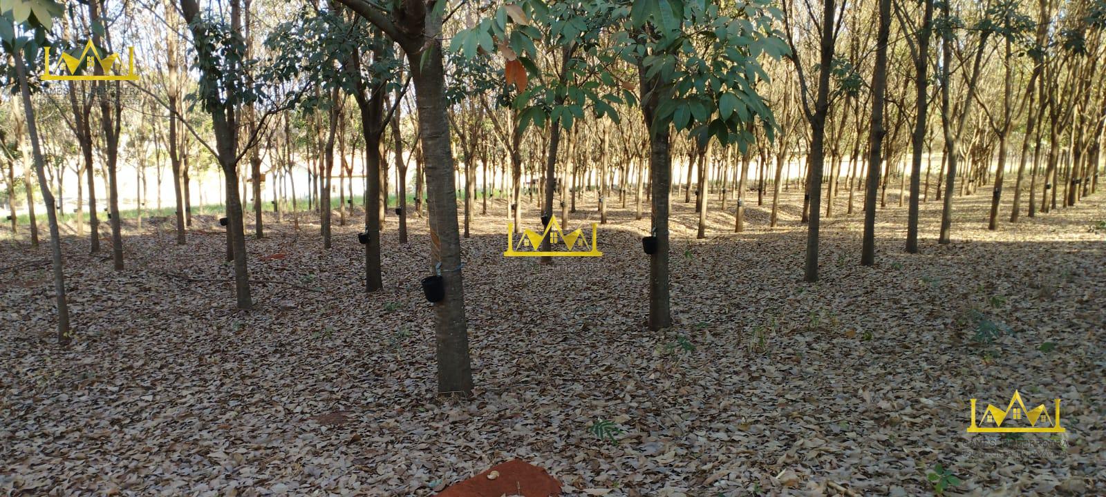 Chácara formada em seringueira está a venda no município de américo de campos