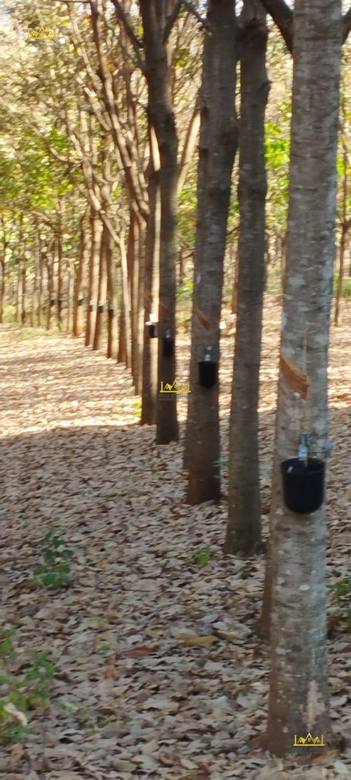 Chácara formada em seringueira está a venda no município de américo de campos